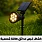 كشافات غرس طاقة شمسية